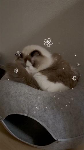 しっぽをぎゅっ♡ #cat #ragdoll #ねこ