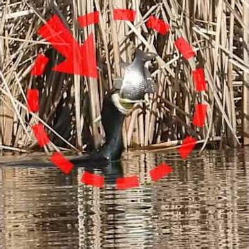 【ウの捕食】大きな魚を丸呑み…飛べる！？【カワウ】