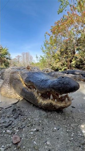Is this the handsomest alligator at Gatorland? #shortsfeed #alligator #gator