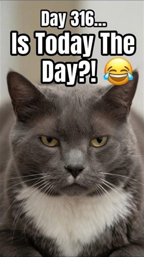 Day 316… Will My Grumpy Cat Finally Do Something?!😸
