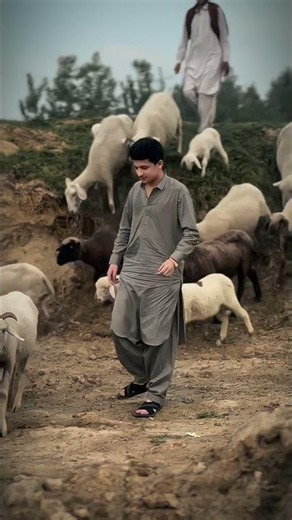 Nang Ao Pa Pukhto Musharaf Bangash Pashto New Songs 2026 - Pashto Eid Songs - Pashto Trending Songs
