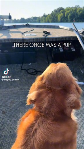 I will never sing Wellerman (Sea Shanty) by Nathan Evans, the same way now! 🐶😂🙌⛴️⚓☘️💚