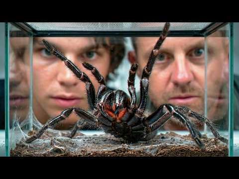 Surviving Australia’s Deadliest Venom Lab (Snake & Spider Milking)