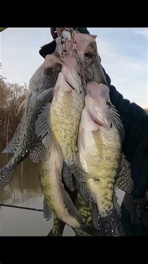 check out these late December Crappie!