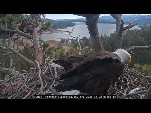 Big Bear Bald Eagle 08.01.2026 09:39