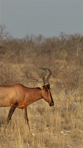 Red hartebeest in the Etosha National Park, Namibia.