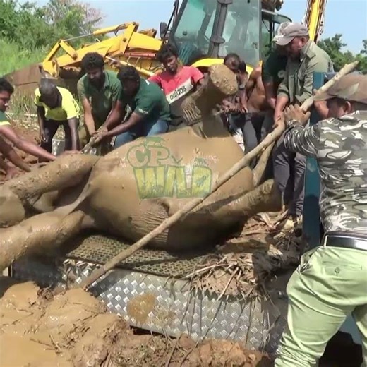 Taking a sick baby elephant to the hospital | Elephant | Animals | Wildlife | Nature #elephant
