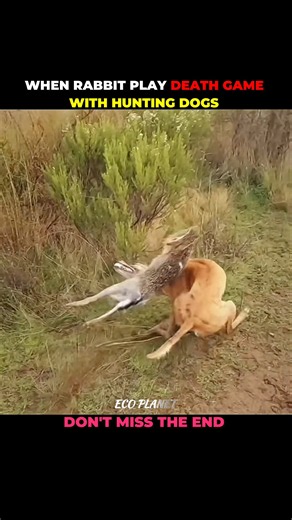 Rabbit v/s Hunting Dogs #shorts #shortvideo #animalshorts #animalvideo #animal #animalplanet #wild