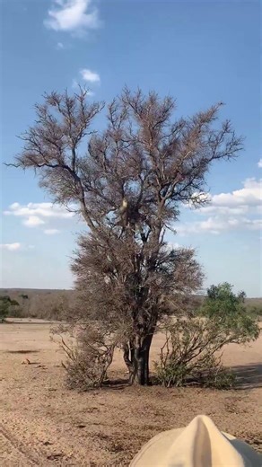 Leopard Catches Monkey Mid-Air in the Trees!