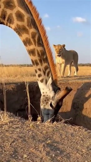 Giraffe vs Lion