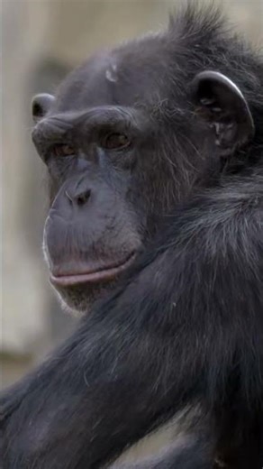 Why Chimpanzees Are So Close to Humans