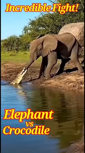 Elephant vs. Crocodile. 🐘🐊 A Deadly Battle For Survival!