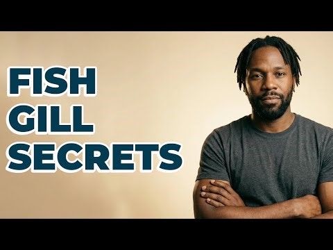 How Does Countercurrent Exchange Create Efficient Fish Gills?