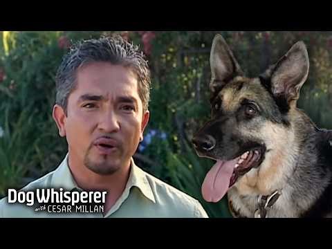 German Shepherd Bites His Own Tail Out of Bordeom | Dog Whisperer With Cesar Millan