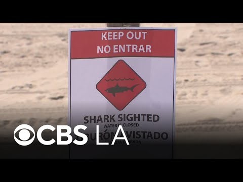 Surfer speaks after spotting great white shark off Huntington Beach coast