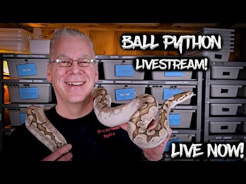 Live Now with Chris Hardwick Reptiles! And Bobby!