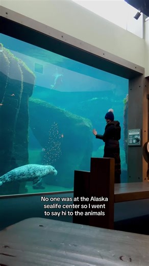 Meet Pepita and Tug: A Heartwarming Seal Story