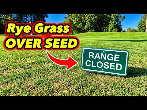 Rye Grass Over Seed on Bermuda Grass