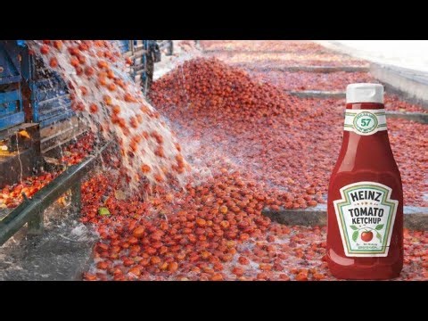 Inside a Modern Ketchup Factory (2026) — From Fresh Tomatoes to Perfect Bottles | Full Process