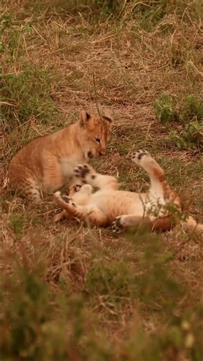 Paul Meek | Big Cats + Wildlife Photography on Instagram: "8 seconds of tiny lion cubs playing. I hope they make you smile 😻 Every minute of a cubs life is an important wildlife lesson of survival, from observing their adults and siblings, to remaining alert and knowing when to be quiet, this fun looking play time helps build bonds, strength and experience on how to attack and defend. A pleasure to watch these nature adventures unfold in the peace and quiet. #lions #cubs #babies #playing #funmo