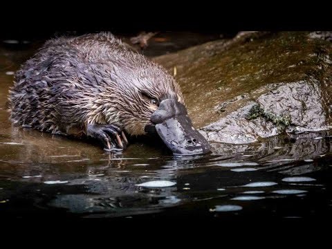 Mammalian Diversity Part 1: Egg-Laying Mammals (Monotremes)