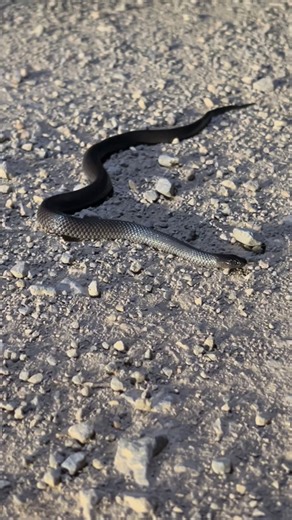 Josh & Darcy | Travel ✈️🌏 on Instagram: "AUSTRALIA ISN’T FOR THE FAINT HEARTED 🇦🇺 let me show you this highly venomous Eastern small eyed snake!!🐍🇦🇺 #snakesofaustralia #australia #downunder #ukbackpacker #fyp"