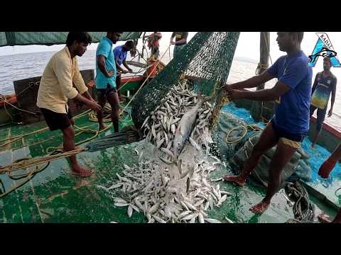 Catching TONS of Fish in ONE Net Catch🌊😱TONS OF FISH! Massive Ocean Net Haul 🌊Huge Ocean Net Fishing