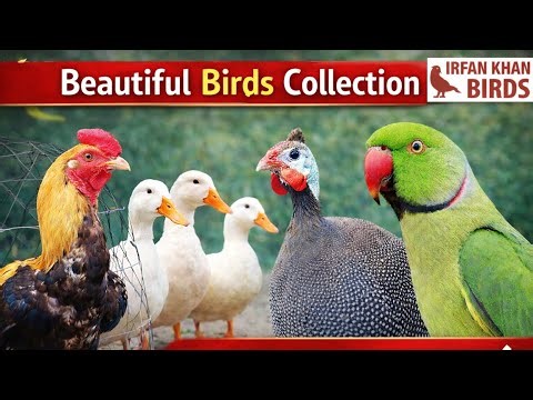 Java Aseel Chicken || Ducks, Guinea Fowl & Kashmiri Green Parrot || Beautiful Birds Collection ||
