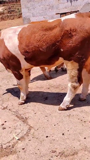 Daily life diary of a rural cattle farmer #129