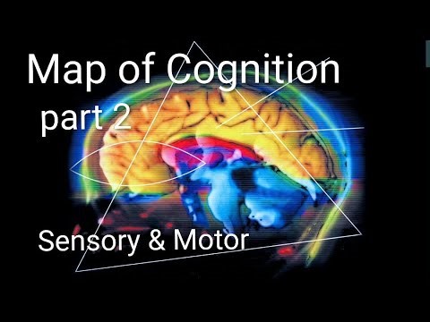 Map of Cognition: Part 2 - Sensory & Motor Networks