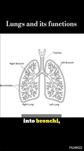 lungs and its functions #anatomy #lungs #brain#cronic #docter#viral#science