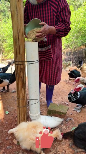 Turn a PVC Pipe into a Feeder Trough – Cheap & Durable! 🐔🔧✨