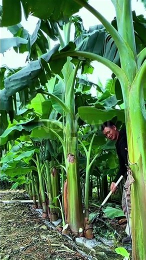 Efficient Banana Tree Maintenance: Pruning Side Shoots for Maximum Fruit Growth! 🍌