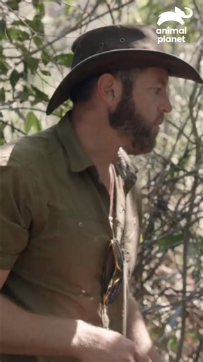 El equipo localiza el paso exacto donde la anaconda embosca animales grandes en plena selva 🐆🐍 #CriaturasMisteriosasConForrestGalante Descubre más contenidos como este en #HBOMax Suscríbete ahora https://bit.ly/MAX-AnimalPlanetLa | Animal Planet Latinoamérica