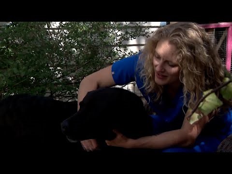 Meth-laced hot dogs poisoned Colorado family’s dogs