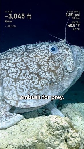 Anglerfish: This One Walks on Its Fins