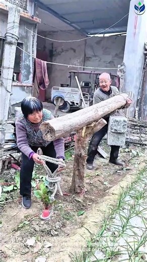 Clever manual lifting tool helps farmers harvest deep root vegetables with very little effort