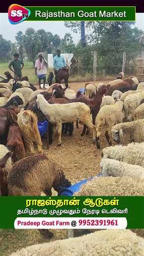 ராஜஸ்தான் ஆடுகள் – தமிழ்நாடு முழுவதும் நேரடி டெலிவரி #rajasthangoats #goatmarket #goatfarming #bgoat