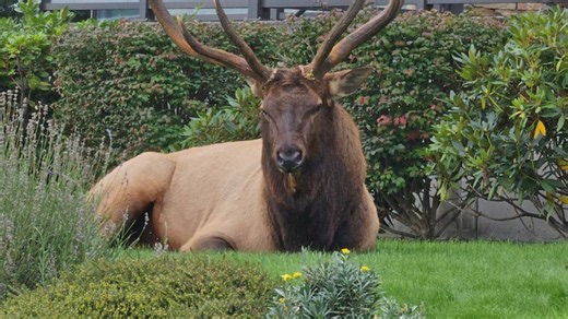Beloved Whidbey Island elk Bruiser dies after 14 years as island icon