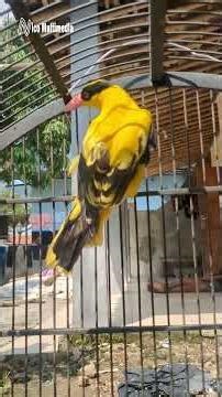 Burung Kepodang Burung Kicau dan Pesolek yang Cantik #kopodang #burungkepodang #manukkepodang