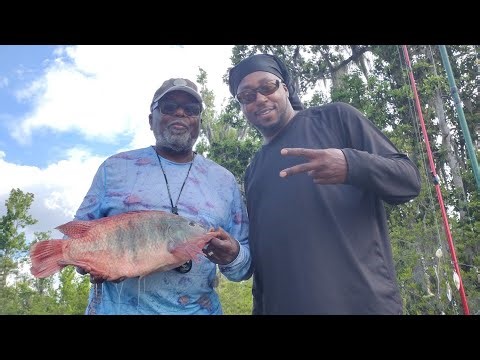 Shellcrackers and HUGE Nile Perch (Tilapia) on Grass Shrimp 