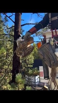 Video shows dramatic owl rescue from Big Bear power lines