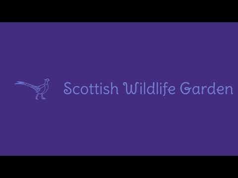 Night Stream April 20th 2026 | Bird Feeders, Wildlife Cameras Scotland UK from SWG