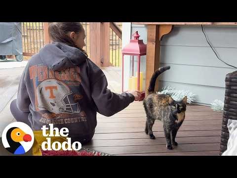 When A Stray Cat Moves Into A Home With Two Very Pampered Ragdolls | The Dodo