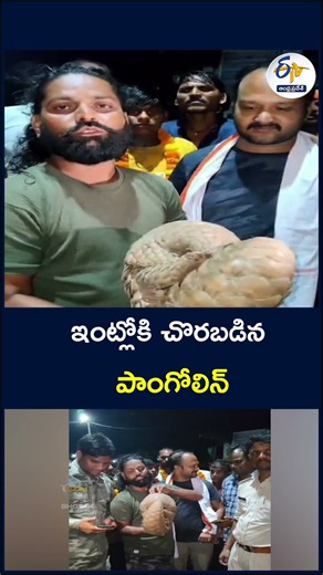 ఇంట్లోకి చొరబడిన పాంగోలిన్‌