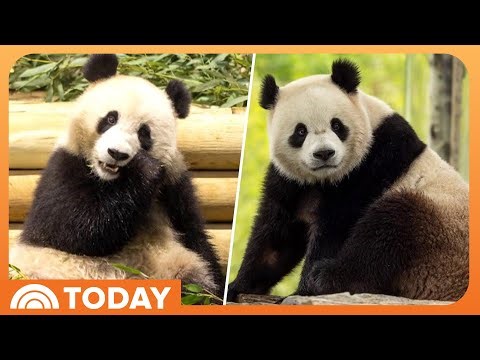 Pandas Mark One Year Since Debut at Smithsonian’s National Zoo