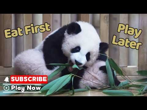 Pal Is Fun. But Food Comes First | iPanda