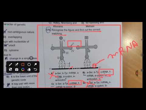NEET Question Solution | Molecular basis of inheritance |