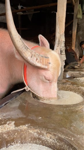 The albino buffalo is eating grain food very nicely#buffalo #eating #farming #reelsfbシ #foryou #fypシ