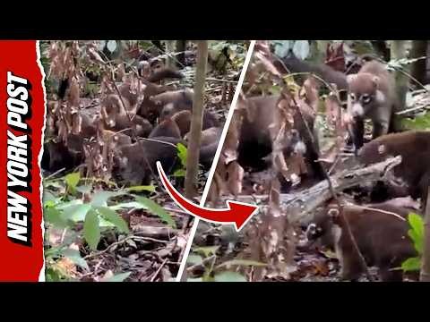 Rare Video Shows Pack Of Coatis Attacking Massive Boa Constrictor